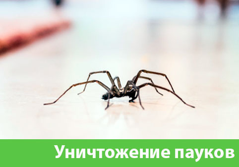 Избавиться от пауков в городе Серов