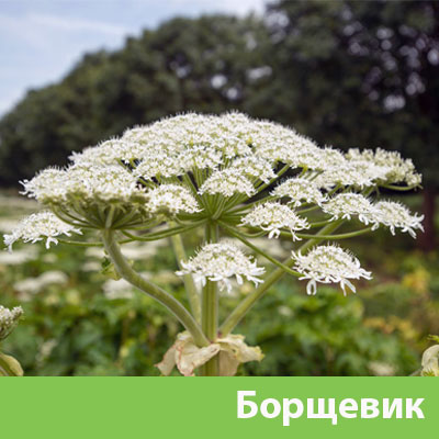 Борщевик в Серове