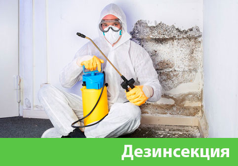 Дезинсекция в городе Серов