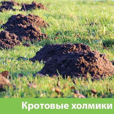 Кроты на участке в Серове