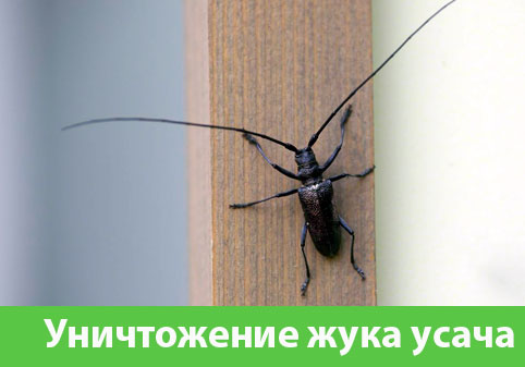 Обработка от жука усача в городе Серов