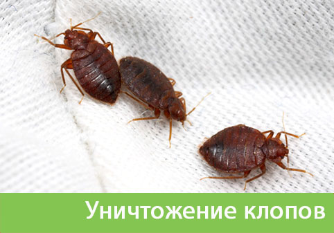 Уничтожение клопов в городе Серов
