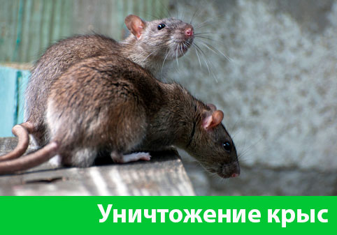 Уничтожение крыс в городе Серов