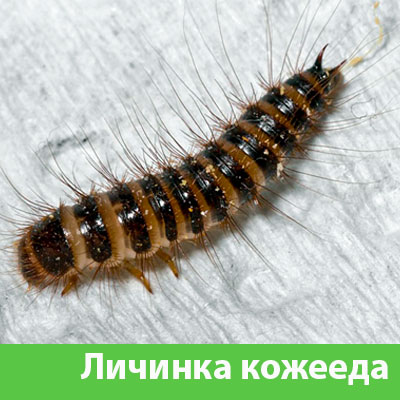 Личинка Кожееда в Серове