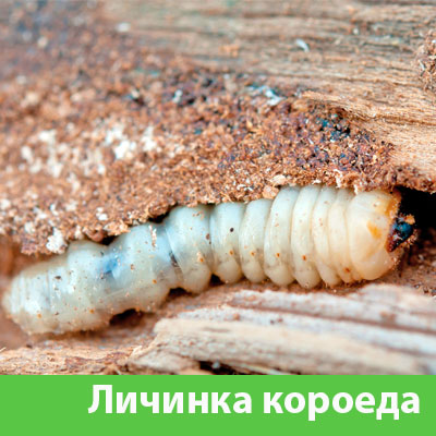 Уничтожение личинок короеда в Серове