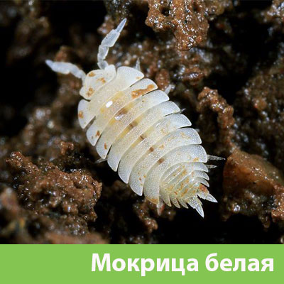 Мокрица в Серове фото