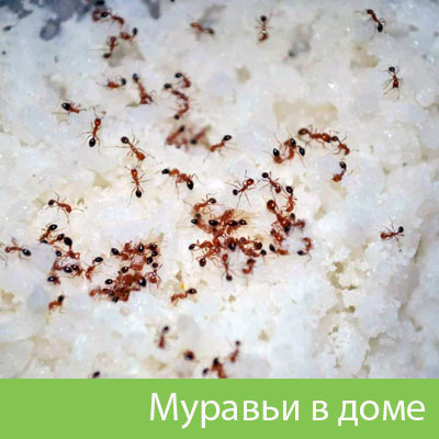 Муравьи в доме в Серове