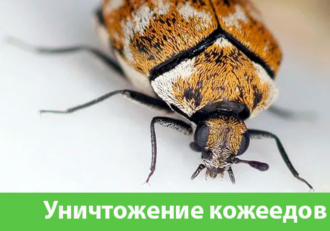 Обработка от кожееда в городе Серов 