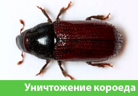 Обработка от древоточца в городе Серов