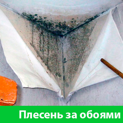 Удаление плесени в Серове