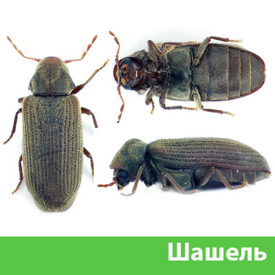 Обработка от шашеля в городе Серов
