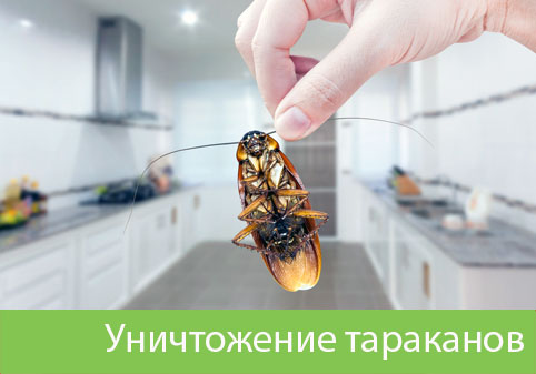 Уничтожение тараканов в городе Серов