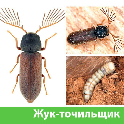 Уничтожение точильщика и личинок в Серове