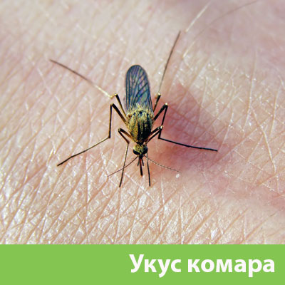 Укусы комаров в Серове
