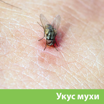 Уничтожение мух в Серове