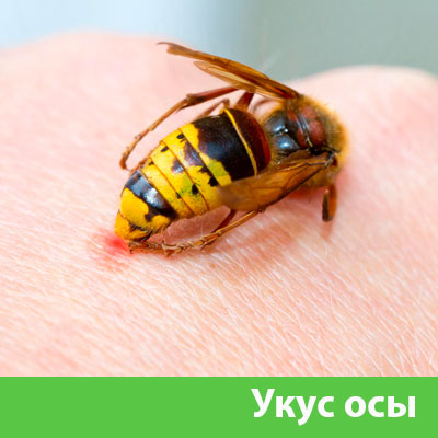 Профессиональное уничтожение ос и шершней в Серове