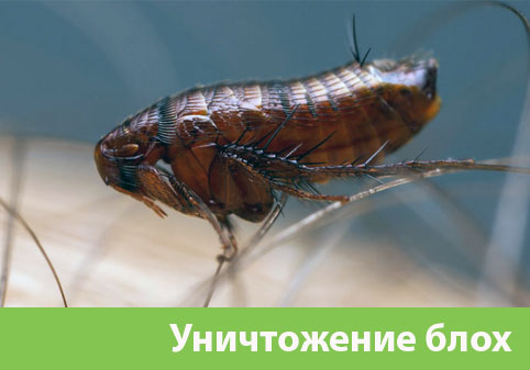 Уничтожение блох в городе Серов