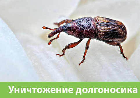 Уничтожение долгоносиков в городе Серов