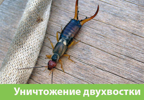 Уничтожение двухвостки в городе Серов