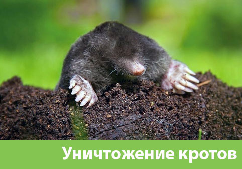 Уничтожение кротов в городе Серов