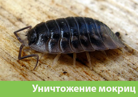 Мокрицы в квартире в городе Серов