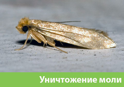 Уничтожение моли в городе Серов 