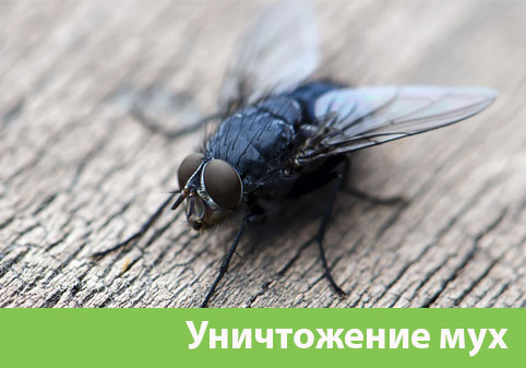 Уничтожение мух в городе Серов