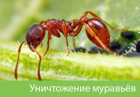 Уничтожение муравьёв в городе Серов