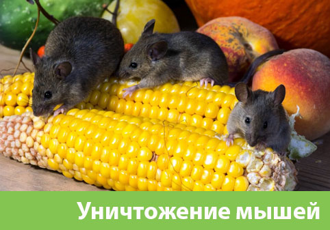 Уничтожение мышей в Серове