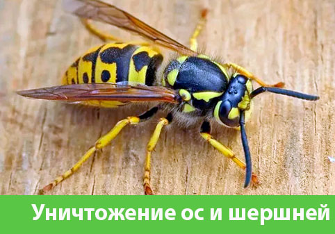Уничтожение ос и шершней в городе Серов